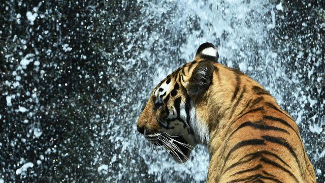 마을 습격한 백두산 호랑이, 주민 팔 물어… 中 당국 