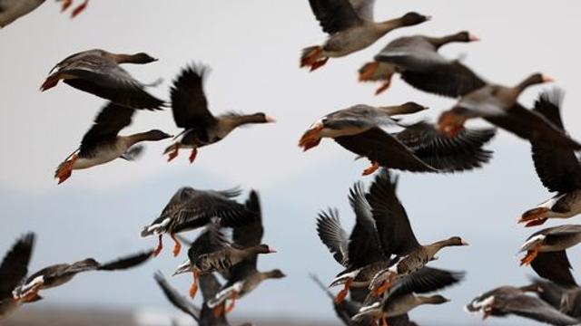 철새 보고 관광지도 탐방…천수만서 12월 14일 특별한 탐조투어