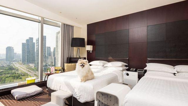 반려동물과 함께 떠나는 럭셔리 호캉스, 쉐라톤 펫캉스 리뉴얼