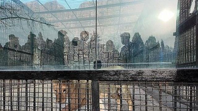 푸틴, 北 평양동물원에 사자·불곰 등 70여마리 선물