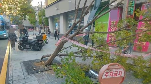 부산서 음주운전 차량이 가로수 들이받아…부상자 없어
