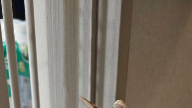 아침을 여는 귀여운 미어캣이에요..