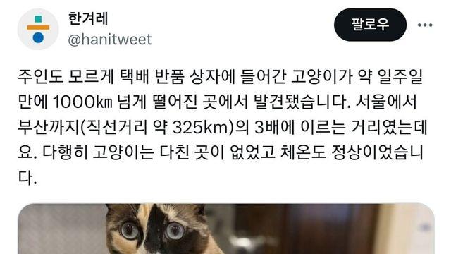 택배 상자 타고 1000km 날아간 고양이… ‘여기 어디냥’..