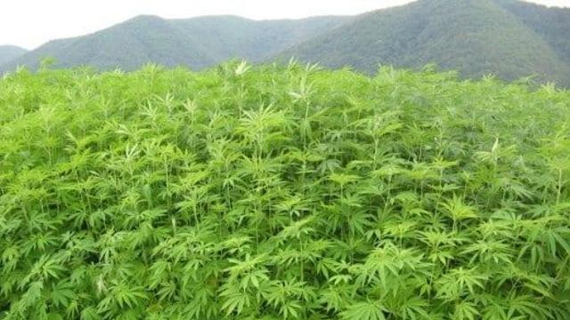 한국에서 대규모 대마 생산하고 있데.. ㄷㄷ..