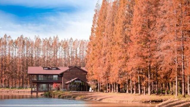 나만 알고 싶은 가을 염성 여행... “붉게 물든 메타세콰이아 나무 사이, 인생샷 찍으러 떠나요”