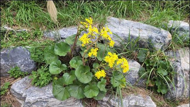 국립수목원, 11월 정원식물, '털머위 선정'