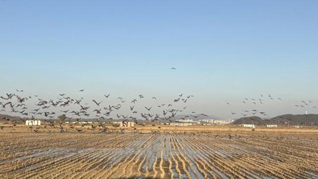 파주시, 겨울철새에게 먹이와 휴식처 제공...생태계 보존에 적극 나서