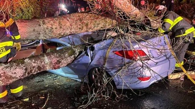 미국서 나무에 깔려 납작해진 현대차… 운전자는 부상 없이 '멀쩡'