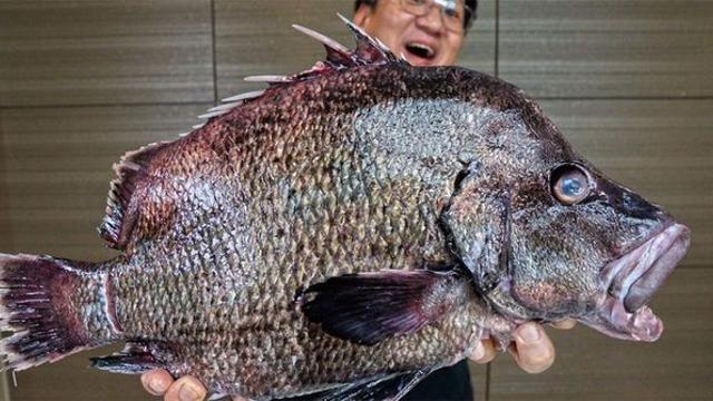 다시는 못 볼 희귀 물고기 잡혔다... 다금바리보다 귀하다는 물고기의 정체 (+놀라운 맛)