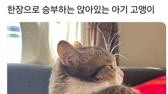 앉아있는 애기 고양이