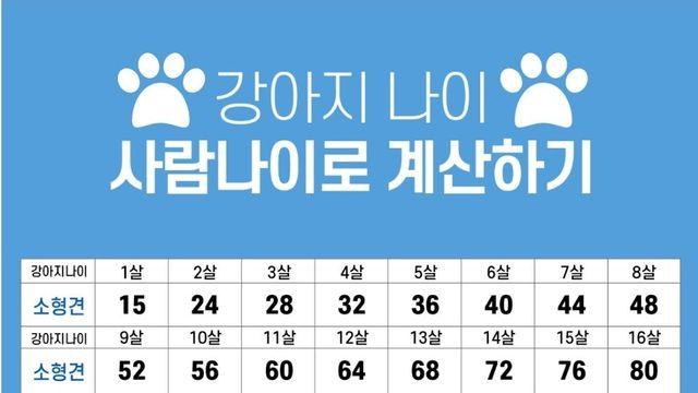 강아지 & 고양이 나이 사람 나이로 계산하기
