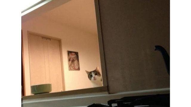 고양이가 자꾸 몰래 훔쳐봐요.