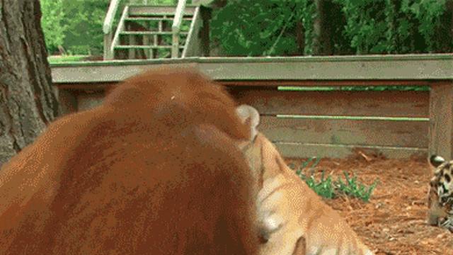 프로 고양이 보모.gif,,