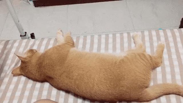 냥이 완전 삐짐..