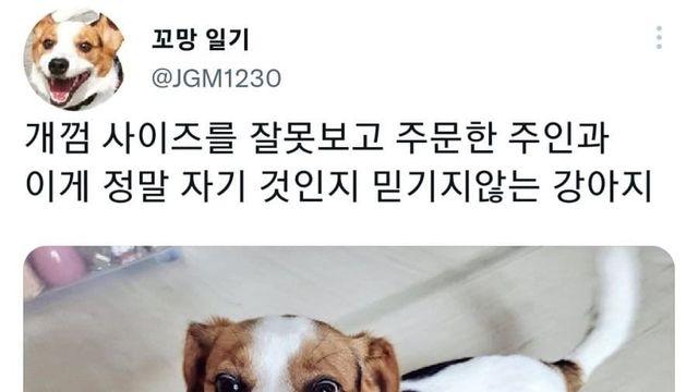 주문 잘못한 개껌을 선물 받은 댕댕이