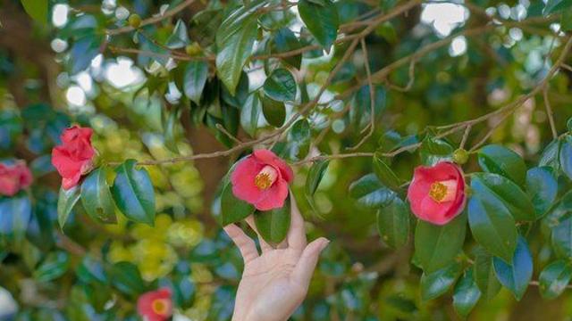 한라산 설경부터 겨울 별미까지... 제주에서 겨울 즐기는 법
