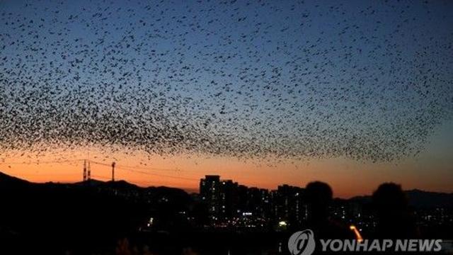 '겨울진객' 떼까마귀 보러 갈까…울산 태화강에 생태해설장 운영