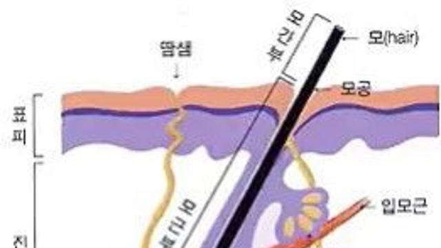 에이즈 백신도 나오는데 탈모 극복이 어려운 이유