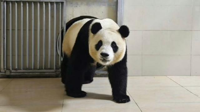 잘사는 줄 알았는데… 오늘(3일) 푸바오 팬들 걱정 가득할 소식 전해졌다