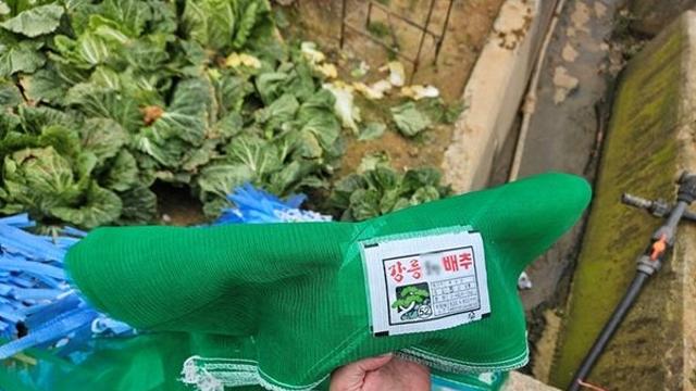 강릉산으로 둔갑한 서산 배추… 판매 상인 적발