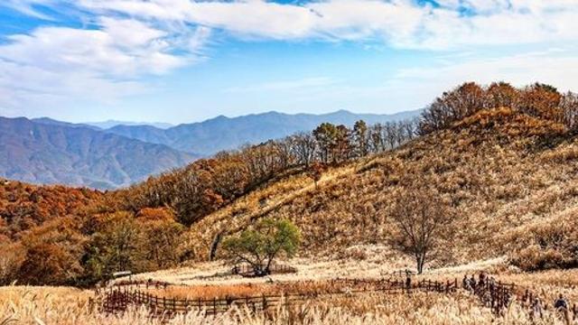 [여행honey] 은빛 억새의 물결…포천 명성산