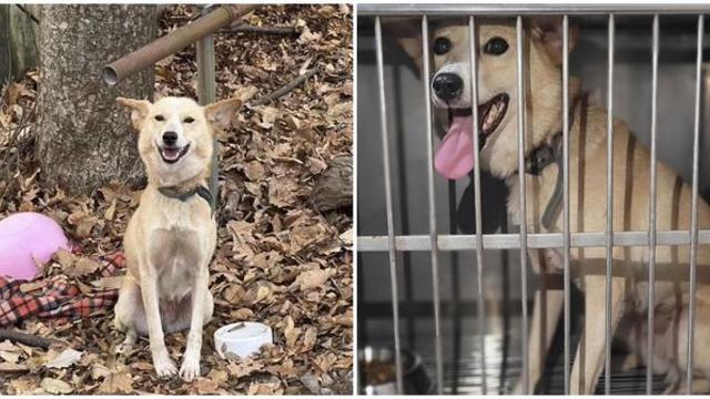 성남 한 야산서 오도 가도 못하게 나무에 묶인 채 발견된 유기견 [함께할개]