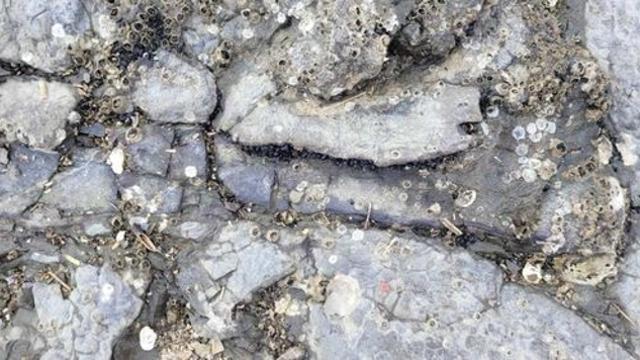 여수서 공룡 뼈 화석 60점 발견…내년부터 발굴·연구 나선다
