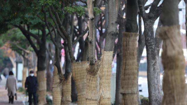 [내일날씨] 아침 최저 -6도로 '뚝'…강원·경북 동해안 눈·비