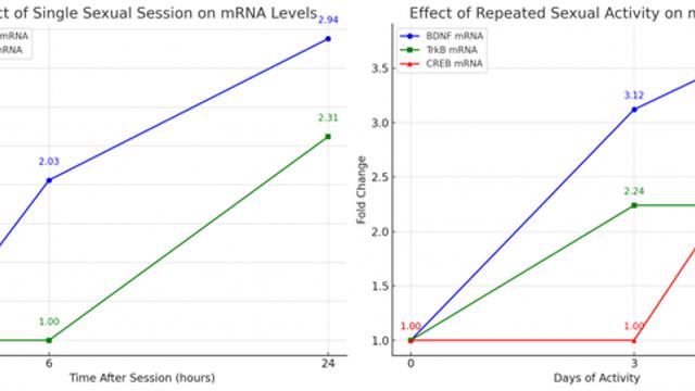 성적 활동, 스트레스 해소와 기억력 강화에도 효과가 있을까?
