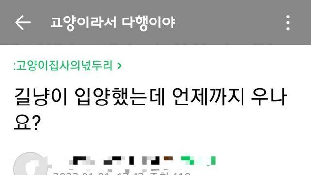 길고양이 입양으로 인생 하드 모드 ON.