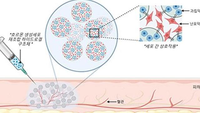 국내연구팀, 세포 기반 인공 난소 개발…폐경 여성의 약물 호르몬 치료 대체 기대