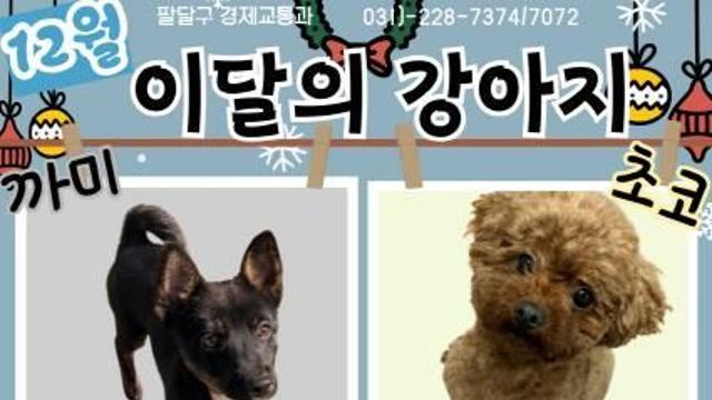 유기견 새 가족 찾기, 수원시 팔달구 12월 '이달의 강아지'