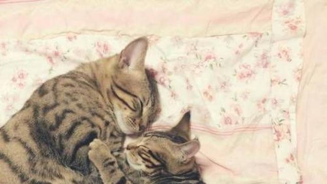 훈훈한 고양이 가족.jpg,,