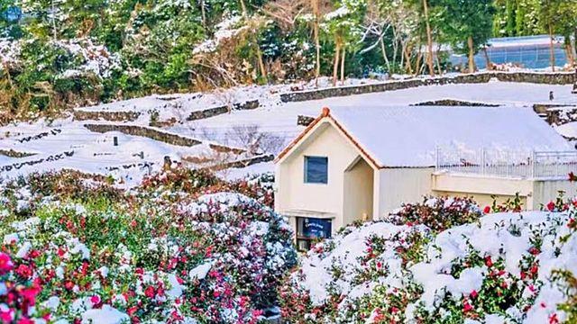 겨울 만끽…반드시 방문해야 하는  제주 동백꽃 명당 BEST 2