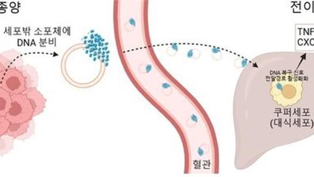 암 예방 백신 나오나?... 종양에서 분비되는 ‘이것’에서 암 예방효과 확인