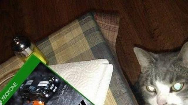 게임볼줄 아는 고양이.jpg,,
