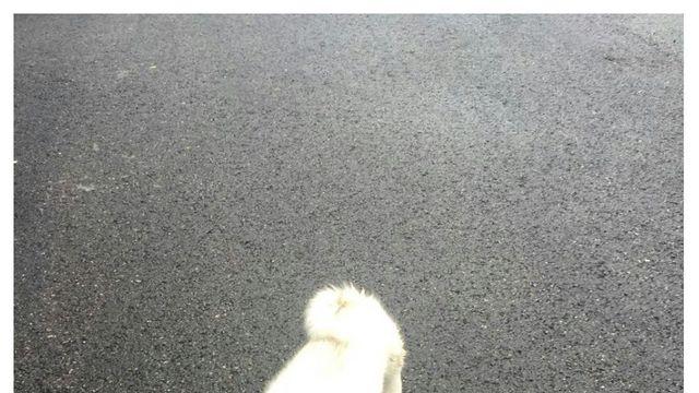 길에서 만난 댕댕이가 회사까지 따라옴.