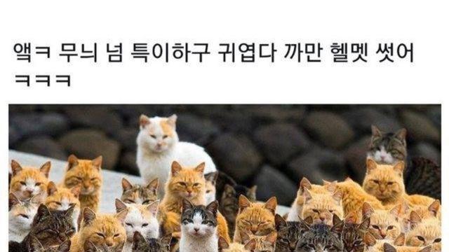 헬멧 쓴 고양이.