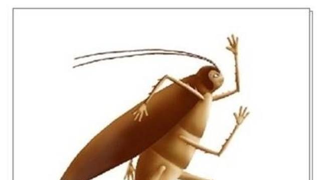 바퀴벌레 몰랐던 진실,,