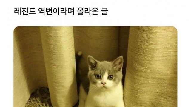 레전드 역변이라는 고양이