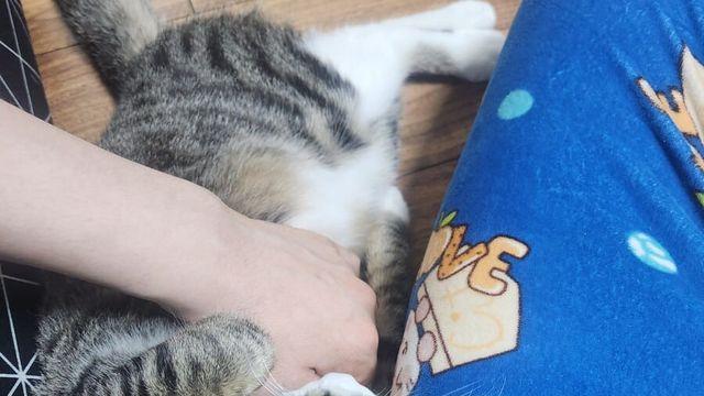 “발달된 개냥이는 댕댕이랑 구분할수 없다”..