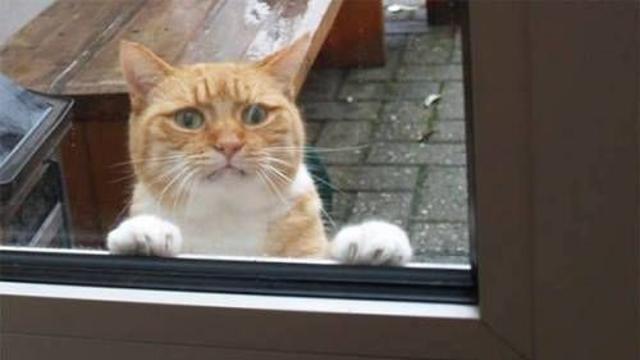 외출 처음한 냥이들,,