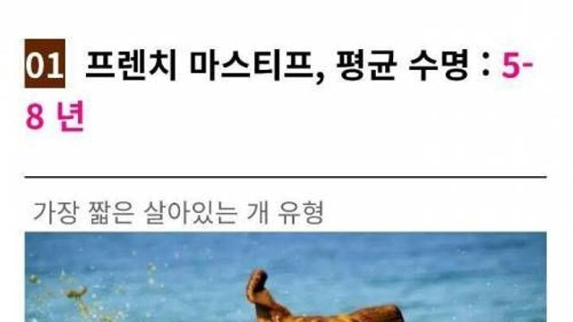 수명이 짧은 강아지.