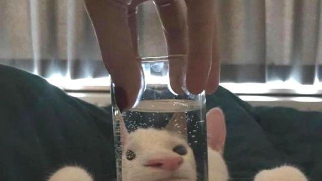 유리 고양이.jpg.