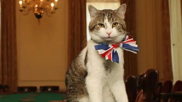 영국 고양이 서열 1위 래리 이야기