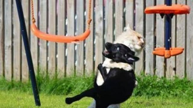 강아지 vs 고양이.jpg,,