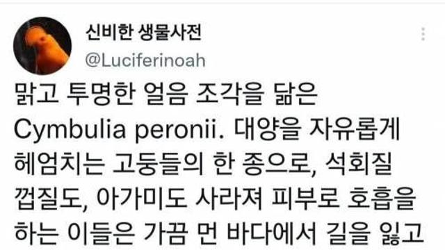 얼음같지만 실제론 고동.