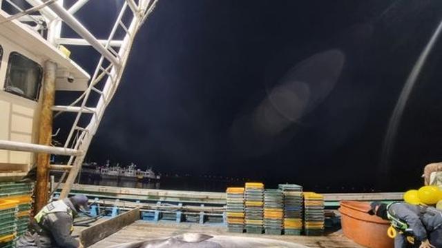 완도서 4.5ｍ 밍크고래 그물에 걸려 죽은 채 발견