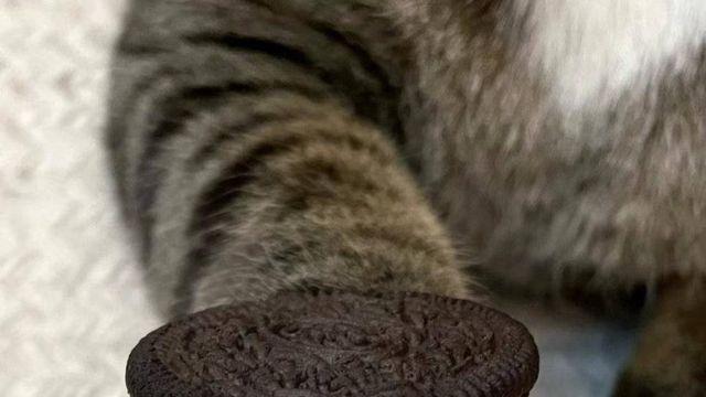 고양이 버전 오레오