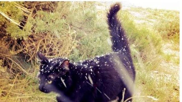 산악 고양이.jpg,,